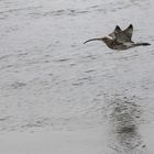 Großer_Brachvogel