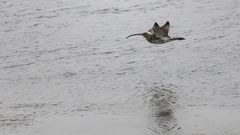 Großer_Brachvogel