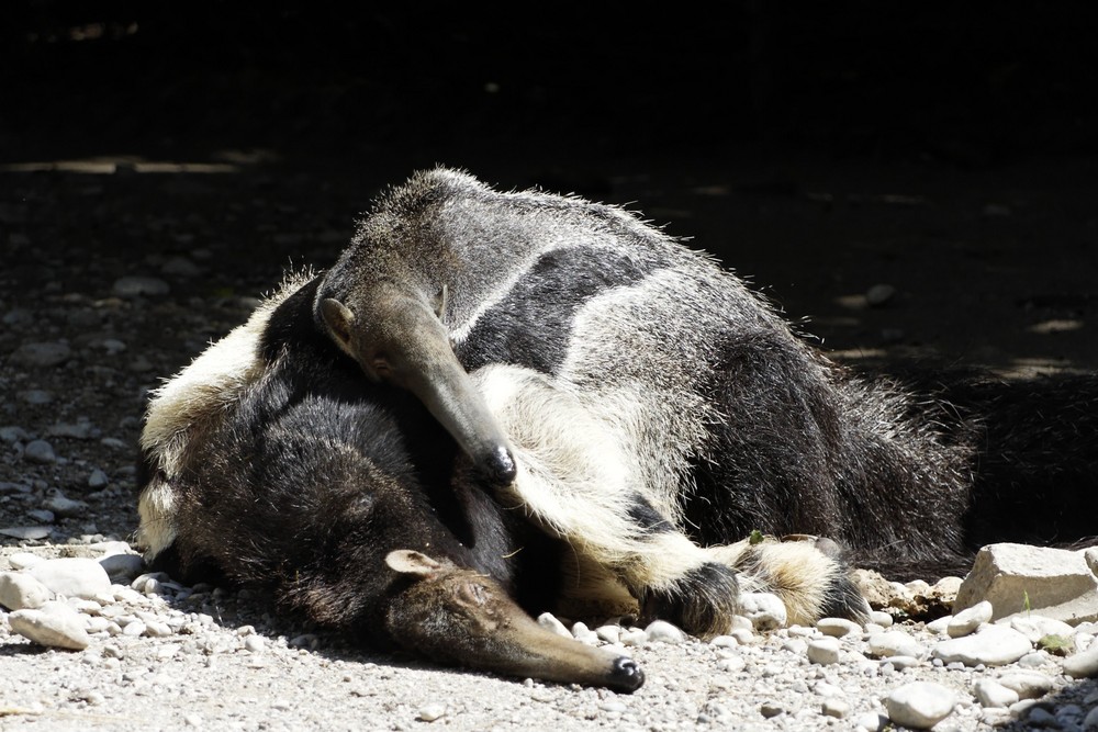 Großes Ameisenbärenpärchen beim Sonnenbad