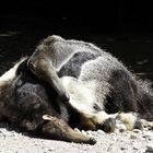 Großes Ameisenbärenpärchen beim Sonnenbad