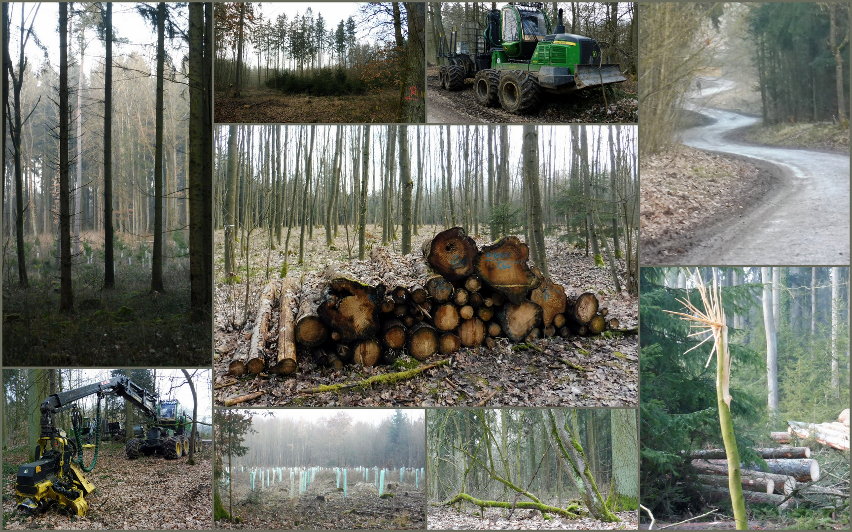 Großes Aufräumen im Wald