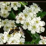 Grosses Bienchen, kleine Rosen...