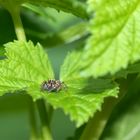 Großes Blatt...kleine Spinne