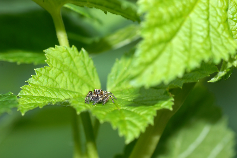 Großes Blatt...kleine Spinne