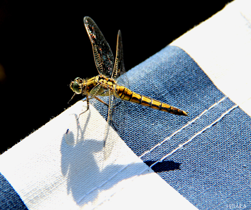 Grosses Blaupfeil Weibchen (Orthetrum cancellatum)