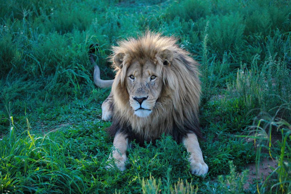 Großes braunes Löwen Männchen im Gras