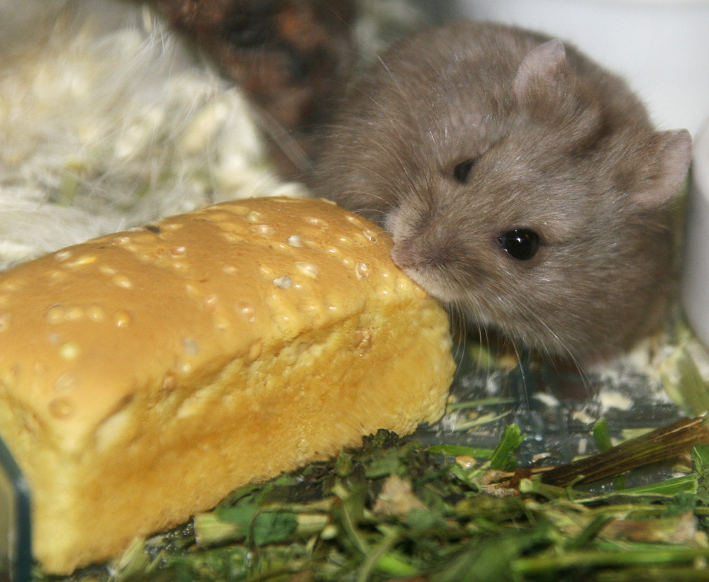 Großes Brot, kleiner Hamster!