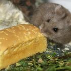 Großes Brot, kleiner Hamster!