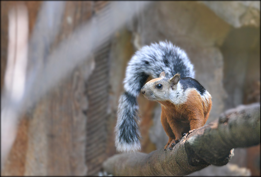 Großes buntes Hörnchen !!!