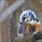 Großes buntes Hörnchen !!!