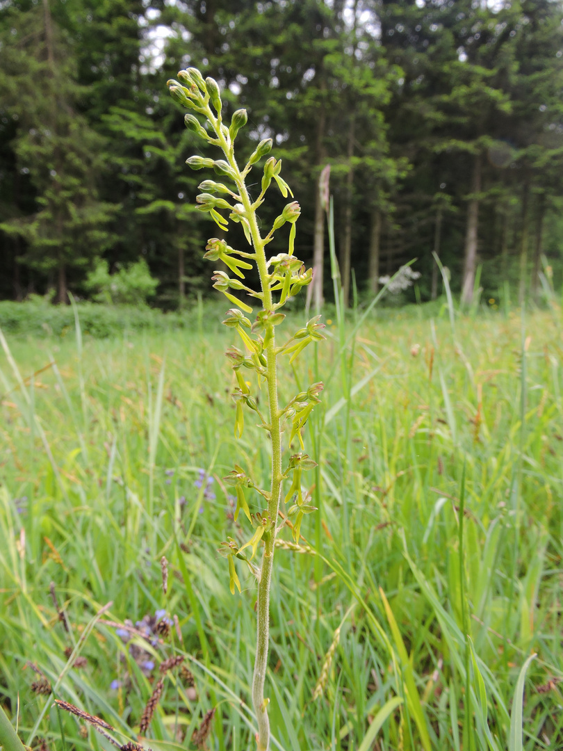 Großes Einblatt (Listera ovata)