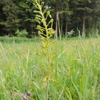 Großes Einblatt (Listera ovata)