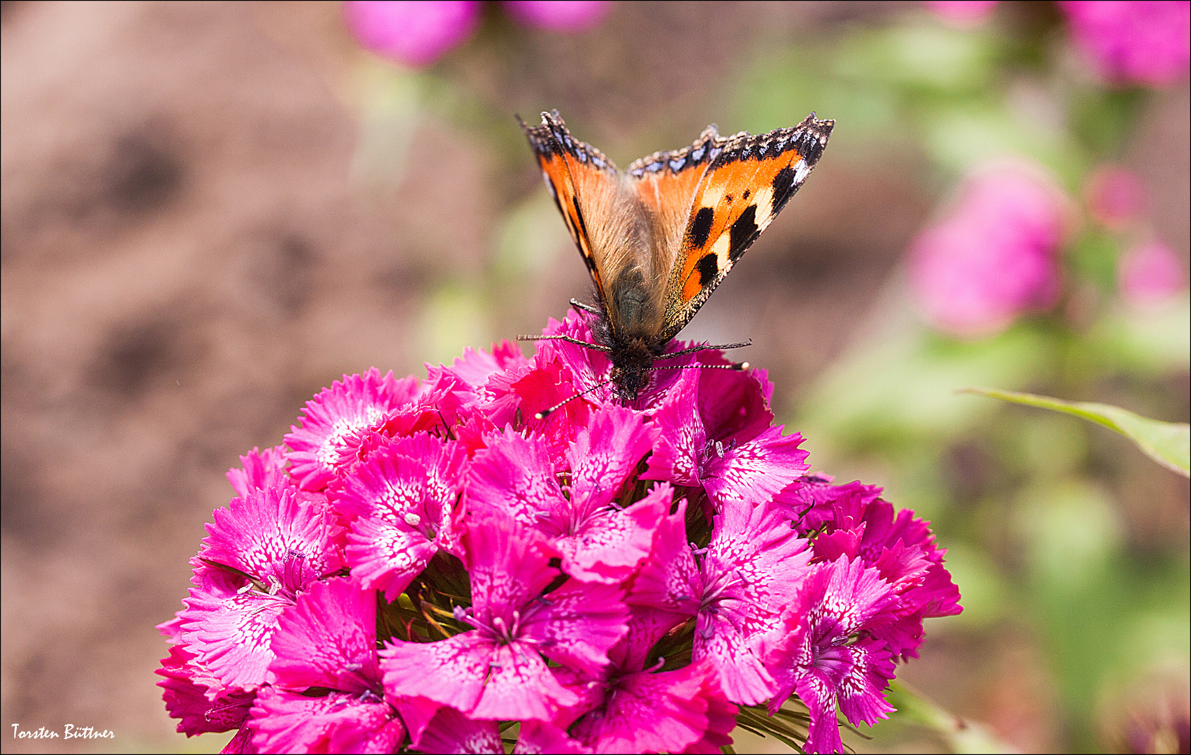 Großes Flattern Foto & Bild makro, macro, nahaufnahme Bilder auf