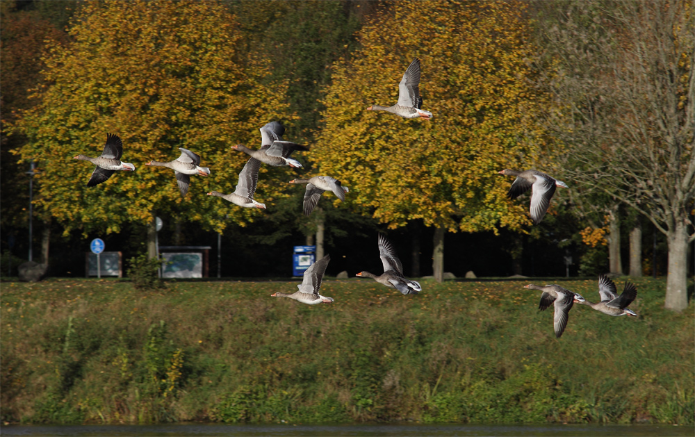 grosses Flugaufkommen am See