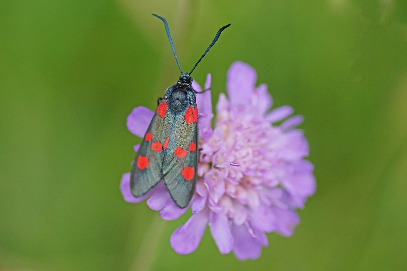 Großes Fünffleck-oder Klee-Widderchen (Zygaena lonicerae)