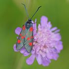 Großes Fünffleck-oder Klee-Widderchen (Zygaena lonicerae)