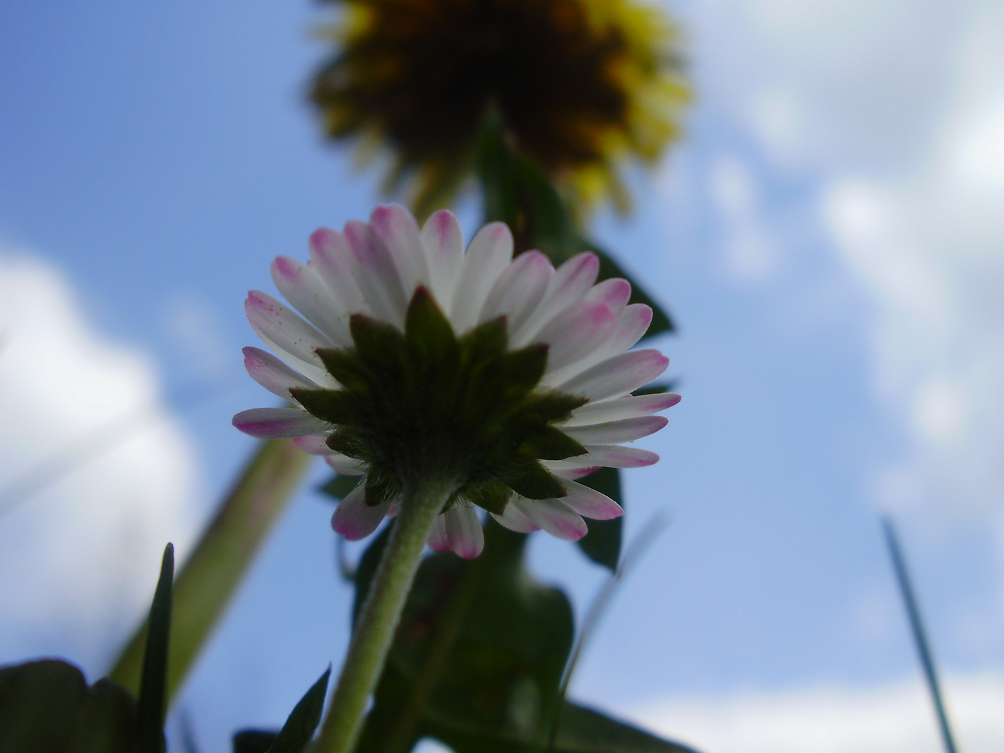 großes Gänseblümchen