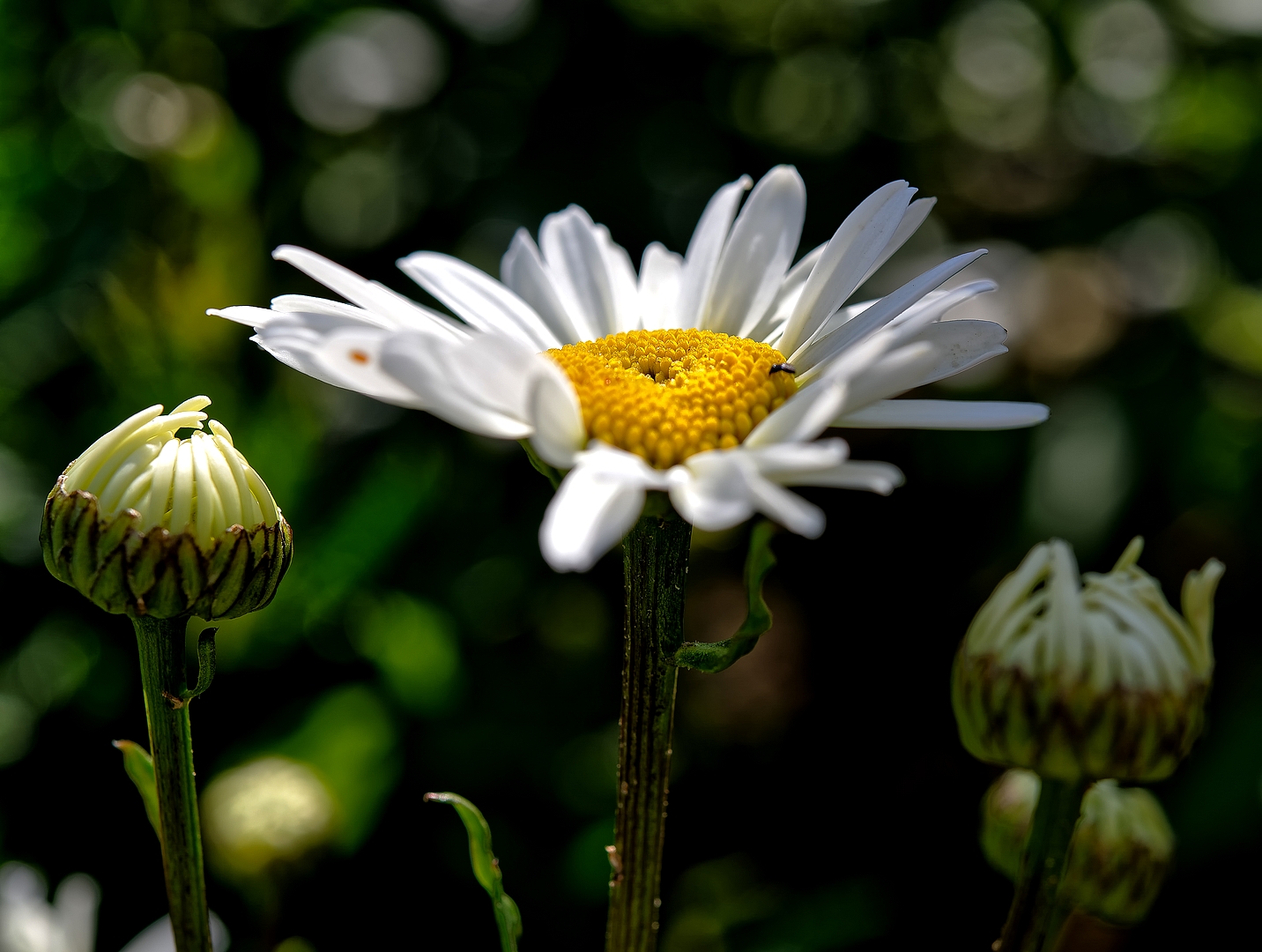 ... großes Gänseblümchen ...