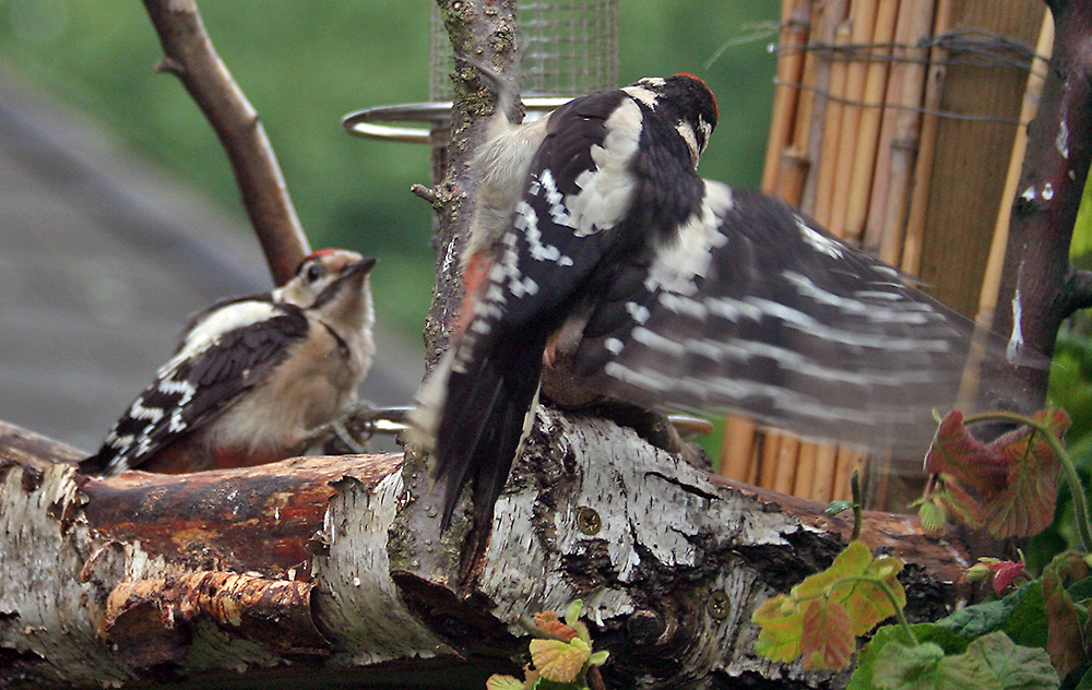 Großes Geflatter und Krach als der zweite Jungvogel kam