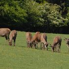 Großes Glück: Die Hirsche äsen nahe vor meiner Kanzel