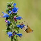 Großes Glück gehabt......