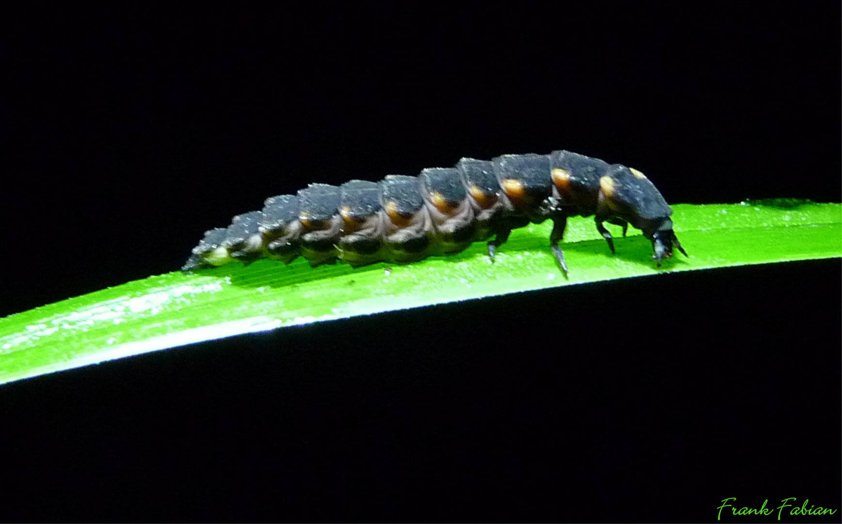 großes Glühwürmchen ( Lampyris noctiluca )