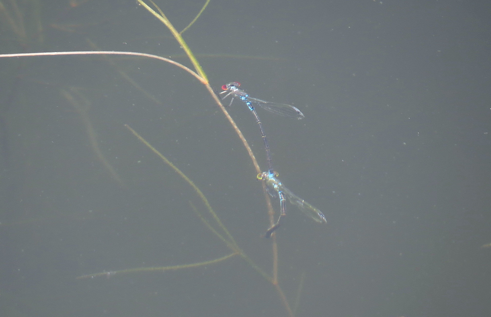 ... Großes Granatauge (Erythromma najas) ...