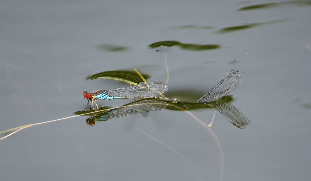 ... Großes Granatauge (Erythromma najas) ...