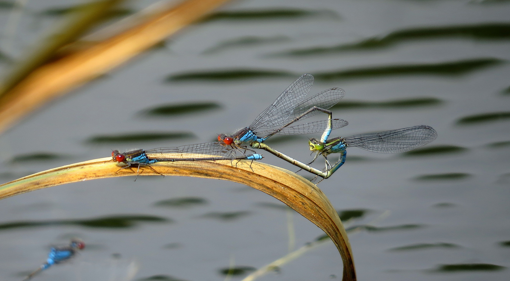 ... Großes Granatauge (Erythromma najas) ...