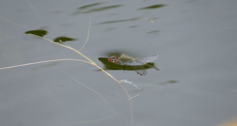 ... Großes Granatauge (Erythromma najas) ...