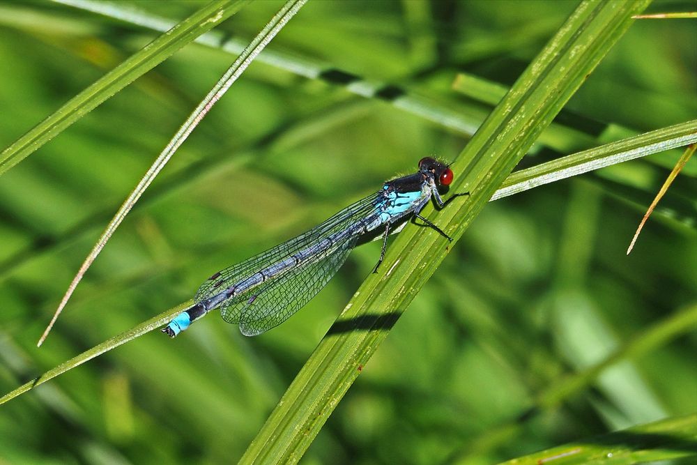 Großes Granatauge (Erythromma najas)