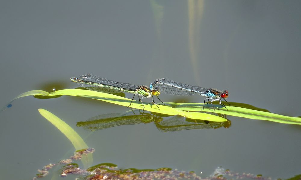 Grosses Granatauge (Erythromma najas) als Tandem.