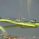 Grosses Granatauge (Erythromma najas) als Tandem.