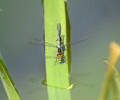 --- Großes Granatauge (Erythromma najas) ---