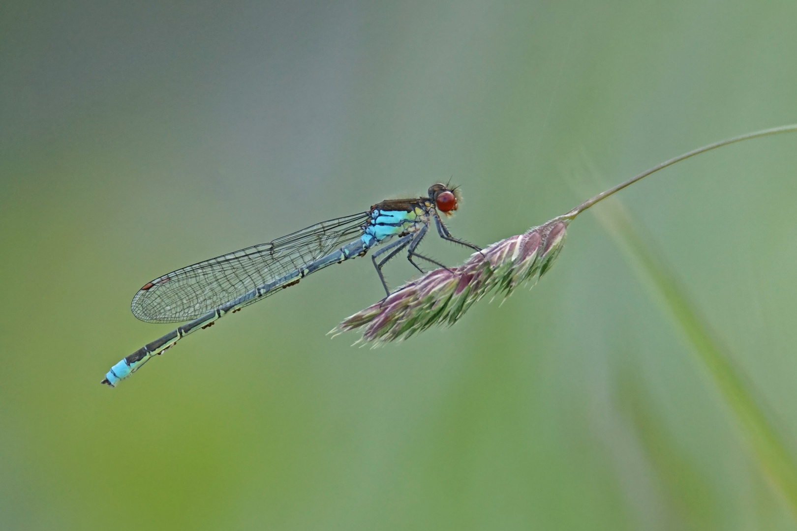 Großes Granatauge (Erythromma najas), Männchen