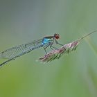 Großes Granatauge (Erythromma najas), Männchen