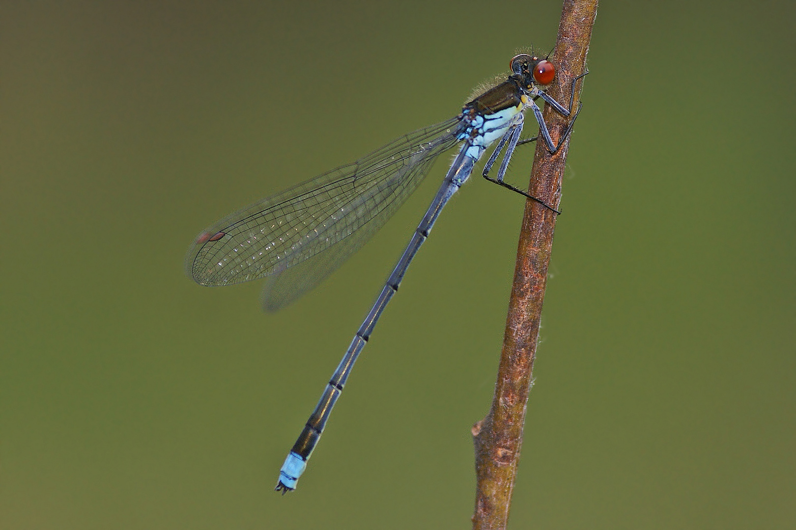 Großes Granatauge (Erythromma najas), Männchen