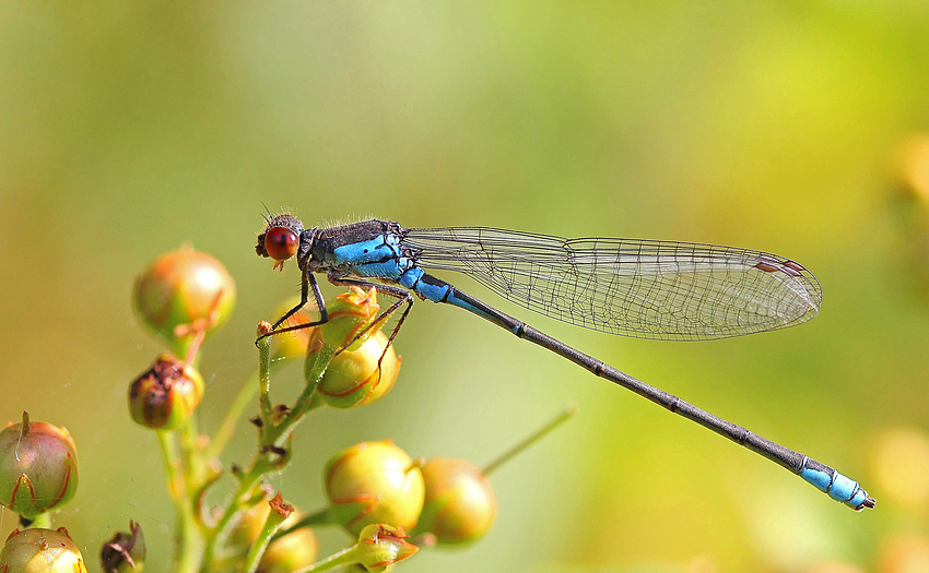 Großes Granatauge (Erythromma najas), männlich