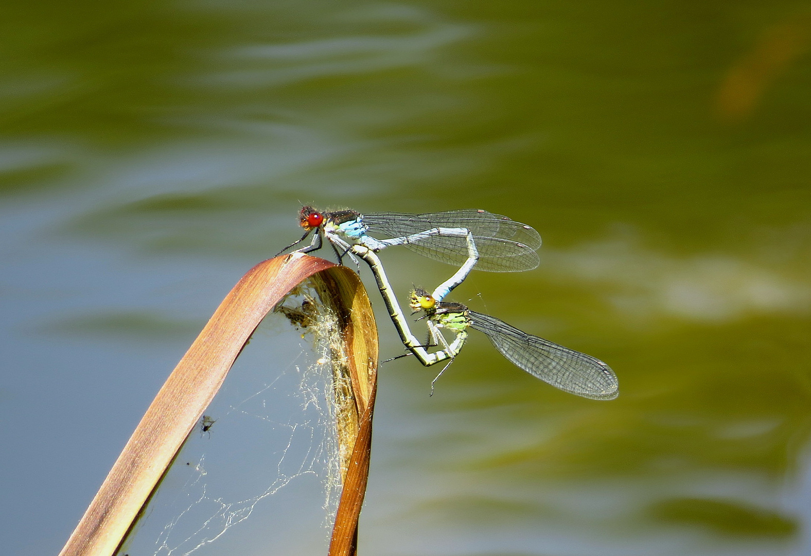 Großes Granatauge (Erythromma najas), Paarungsrad