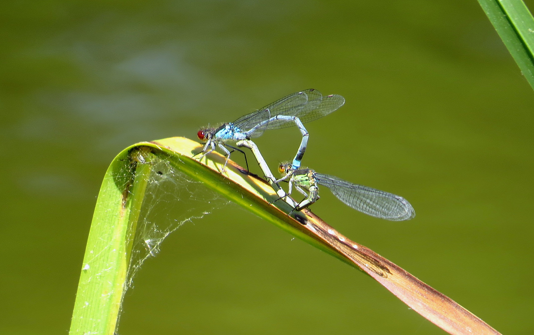 Großes Granatauge (Erythromma najas), Paarungsrad