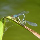 Großes Granatauge (Erythromma najas), Paarungsrad