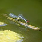 Großes Granatauge (Erythromma najas), Tandem