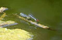 Großes Granatauge (Erythromma najas), Tandem