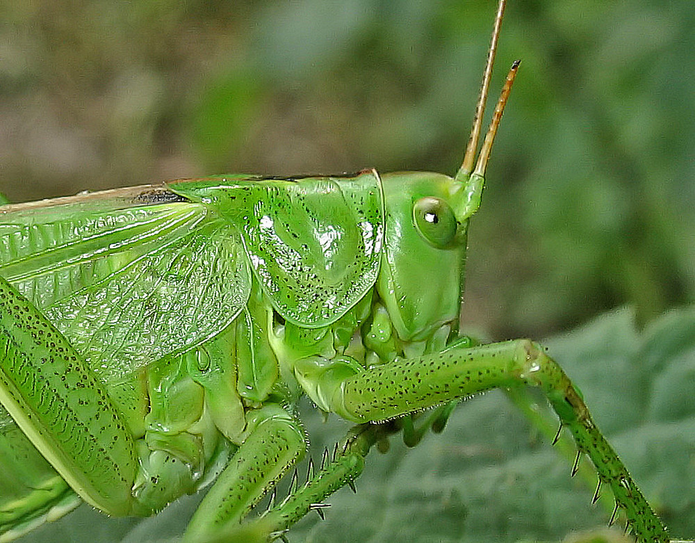 Großes Grünes Heupferd