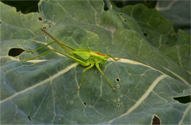 Großes Grünes Heupferd