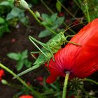 großes, grünes-Heupferd-auf-einer roten Mohnblüte