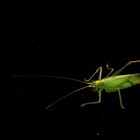 "Großes Grünes Heupferd" (Tettigonia)... 