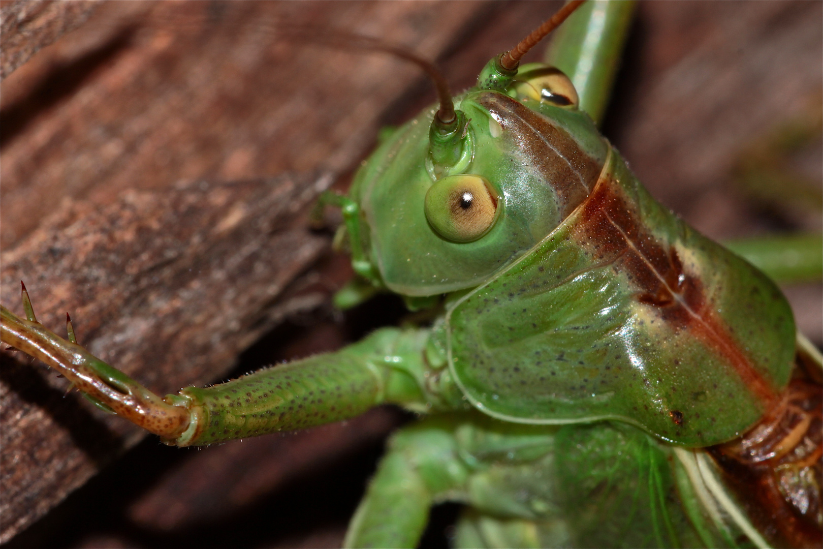 Großes Grünes Heupferd (Tettigonia viridissima)