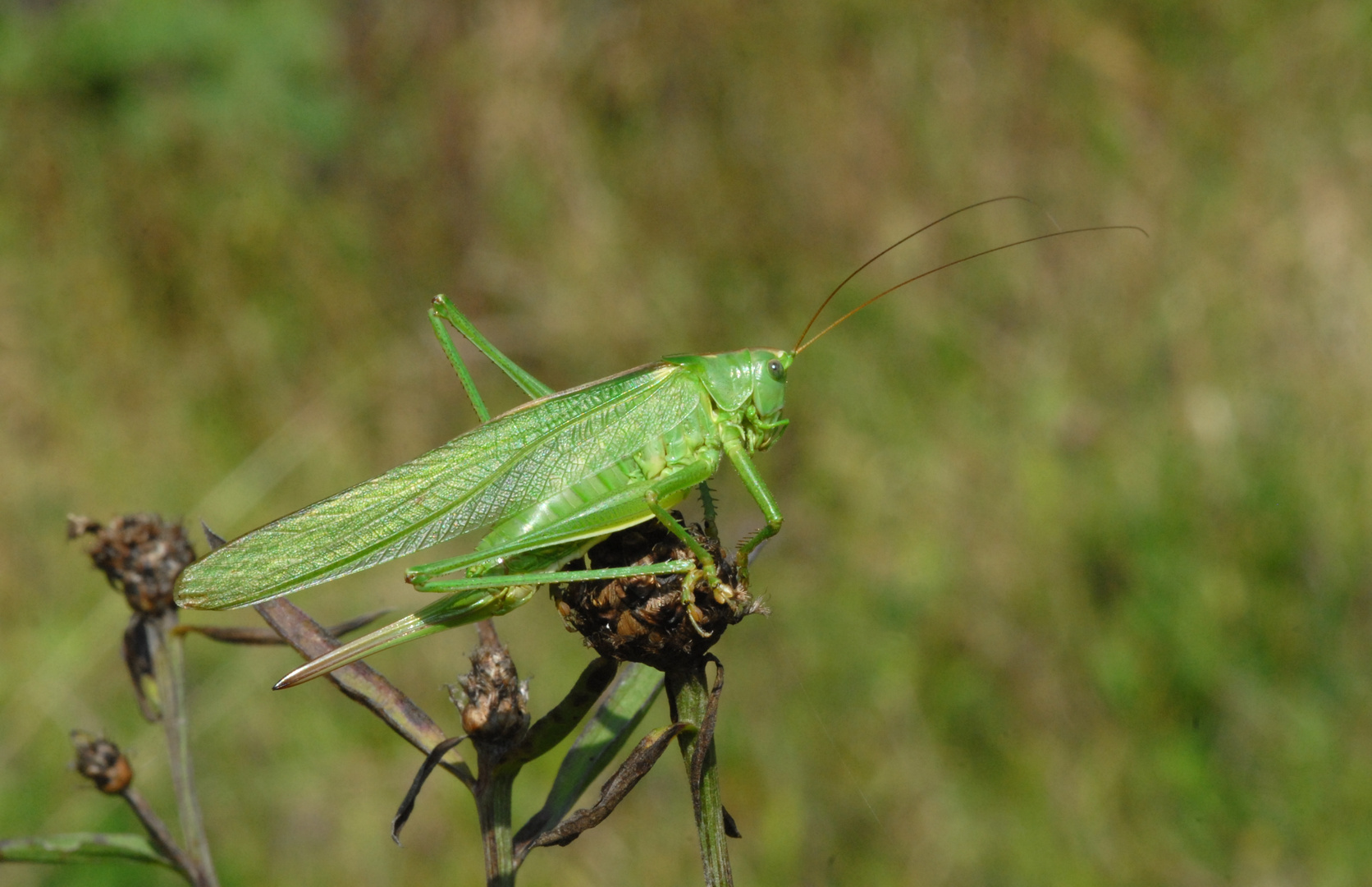 ,, Großes Grünes Heupferd ( Tettigonia viridissima )