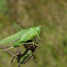 ,, Großes Grünes Heupferd ( Tettigonia viridissima )